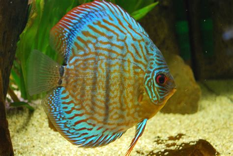 Discus